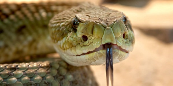 Rattlesnake venom extract helps strike back against superbugs