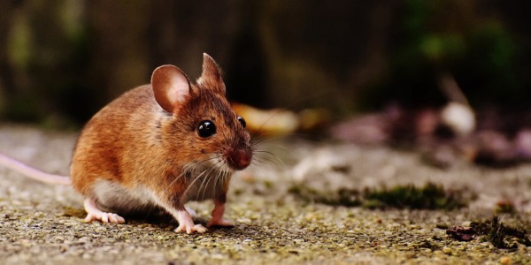 Peptides that mimic ‘good cholesterol’ reverse inflammatory bowel disease in mice